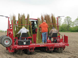 Establishing willow biomass crops by planting one year old stems of selected willow cultivars. The planter cuts 6-8 inch long sections from the stems and inserts them 5-8 inches into the ground. 
