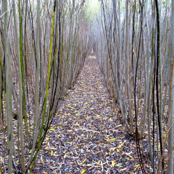 A mature willow planting showing natural control of competing vegetation through shading. 