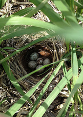 Meadowlark nest