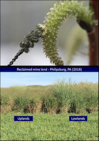 Switchgrass-mineland_Willow-controlled-pollination