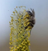 Willow pollinator